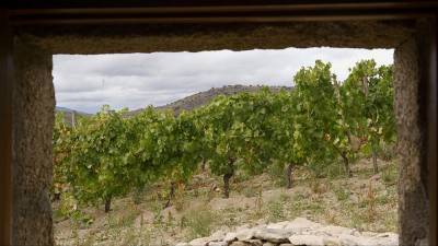 Язык земли и лунные фазы: как выращивают органическое вино в Испании?