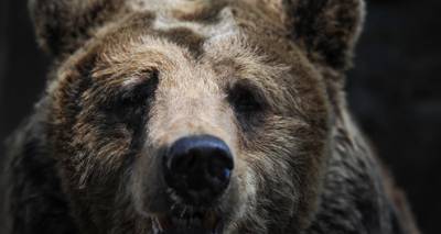 Небывалый случай для Латвии: медведь нанес жестокий удар по домохозяйству в Мадонском крае