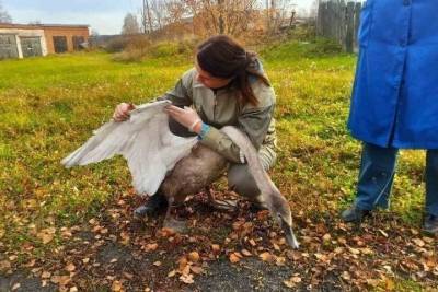 Жители Удмуртии и сотрудники зоопарка спасли лебедя со сломанным крылом