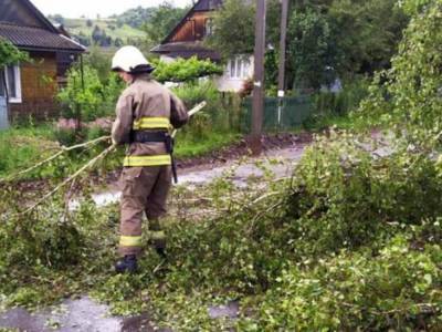 Непогода на Закарпатье: стихия валила деревья в регионе