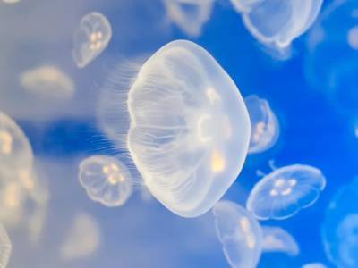 На побережье Азовского моря зафиксировали новое нашествие медуз