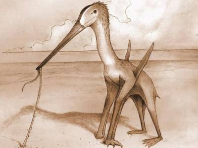 Палеонтологам удалось обнаружить останки птерозавра с необычным клювом