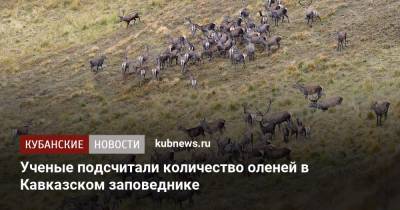 Ученые подсчитали количество оленей в Кавказском заповеднике