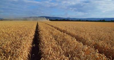 Рекордный урожай пшеницы грозит взвинтить цены на продукты