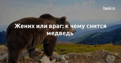 Жених или враг: к чему снится медведь