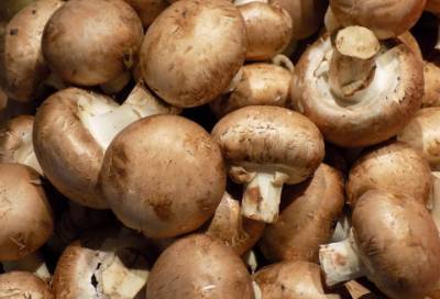 Предприниматели Ленобласти за год вырастили 4 тысячи тонн грибов