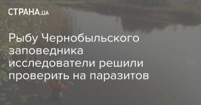 Рыбу Чернобыльского заповедника исследователи решили проверить на паразитов