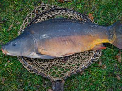 Британский рыбак поймал огромного карпа весом в 34 килограмма