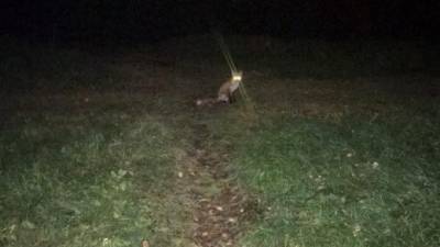 Петербуржцы заметили лису в Красносельском районе