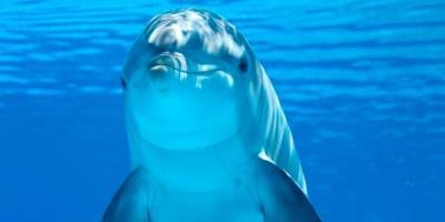 Робот-дельфин может заменить животных в тематических парках