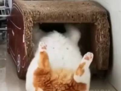 «Сама грация»: толстый кот не влез в «домик» и смешно шмякнулся на пол