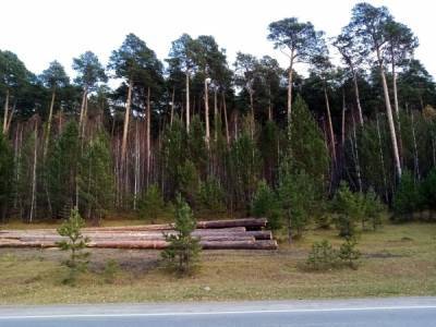 В Златоусте общественников обеспокоила вырубка реликтового леса