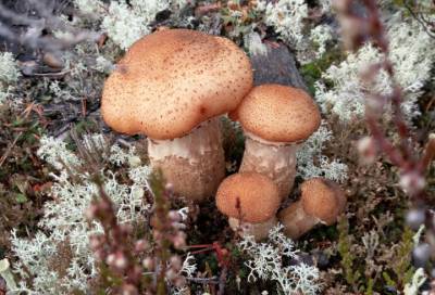 Туманно, но грибники не отчаиваются: что еще можно встретить в лесах Ленобласти