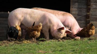 34 тысячи свиней будет ликвидировано в Воронежской области из-за вспышки АЧС