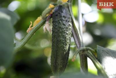 Урожай тепличных овощей в Коми в пять раз превысил прошлогодний