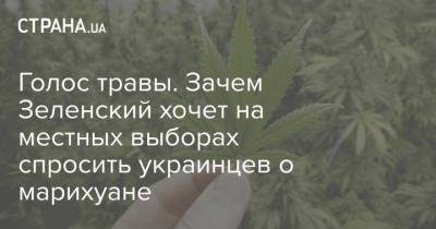 Голос травы. Зачем Зеленский хочет на местных выборах спросить украинцев о марихуане