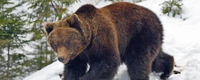 Магаданцев предупреждают: визиты медведей в пригород могут затянуться