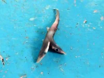 Индус выловил уникальную двухголовую акулу