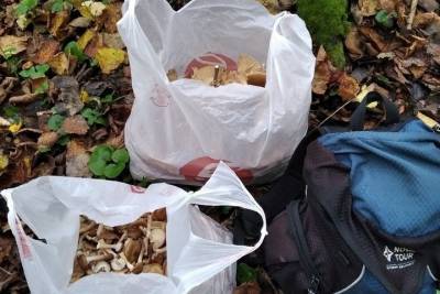 Житель Твери собрал 15 килограмм грибов