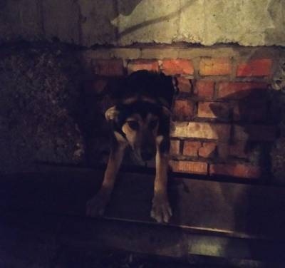 Ульяновские спасатели вытащили собаку, застрявшую в слуховом окне подвала