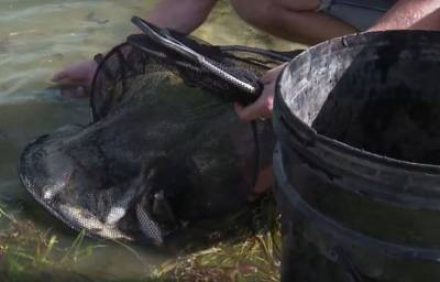 Специалисты охотхозяйства: рыбу в Усть-Манычском водохранилище ещё можно спасти