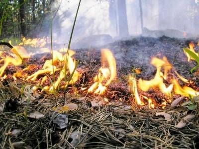 В лесах региона прогнозируется высокая пожарная опасность