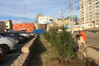Десять трёхметровых елей высадили возле «Новосити» в Чите на месте старых тополей