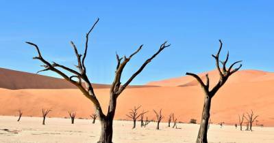 В пустынях Сахара и Сахель обнаружено 1,8 миллиона деревьев