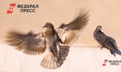 В Новосибирской области сельчанин разбился во время охоты на голубей