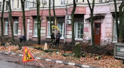 "Под парковку": в центре Ярославля вырубили десять кленов