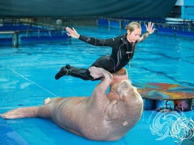 Петербургский дельфинарий, к которому были претензии Россельхознадзора, объявил о закрытии