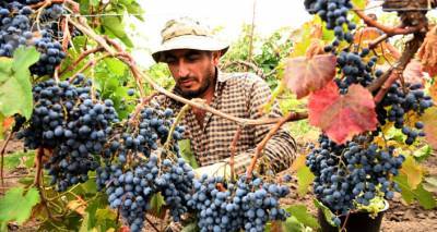 Ртвели 2020: в Грузии собрано 273 тысячи тонн винограда