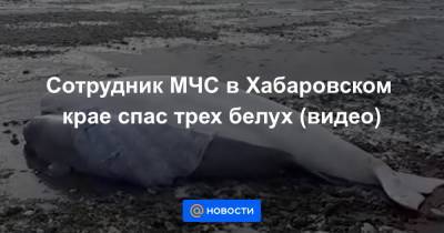 Сотрудник МЧС в Хабаровском крае спас трех белух (видео)