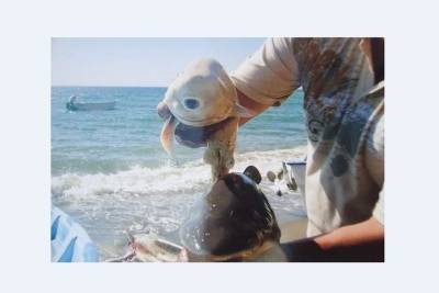 Рыбаки нашли жуткого мутировавшего акулёнка-циклопа