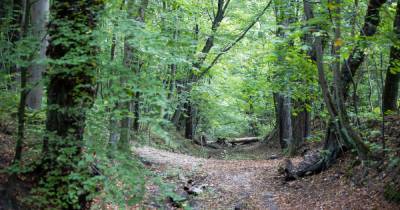 В калининградском Суздальском лесу нашли краснокнижных жуков и ценные виды деревьев