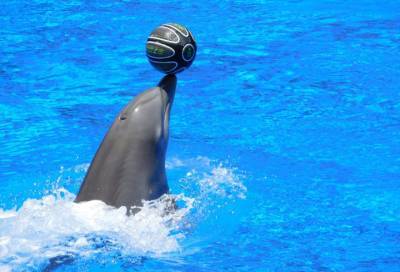В Петербурге закрывают единственный дельфинарий