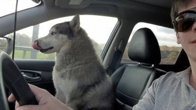Московский водитель спас собаку на МКАД и устроил ее дальнейшую жизнь