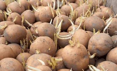 Как хранить картофель в погребе, чтобы он не прорастал весной? Полезный лайфхак