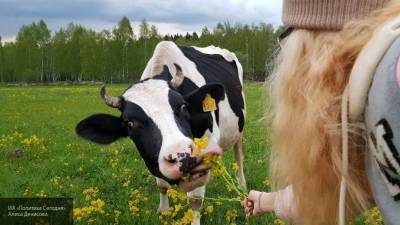 Австрийские ученые выяснили, что больше любят коровы в общении с людьми