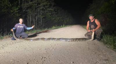 В США змееловы голыми руками поймали питона рекордной длины - видео