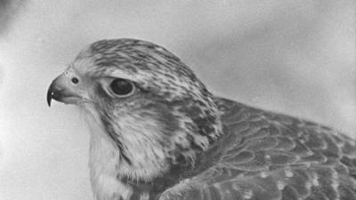 Крымчанину грозит тюрьма за незаконное содержание птиц