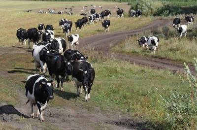 Украинцам хотят позволить варить самогон лишь при наличии коровы
