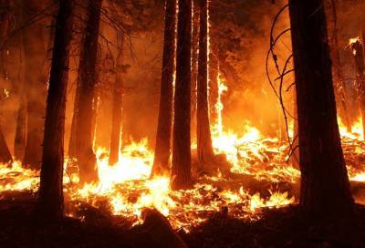 За сутки в России потушили более 40 природных пожаров