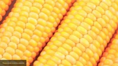 Диетолог Прунцева рассказала о пользе кукурузы