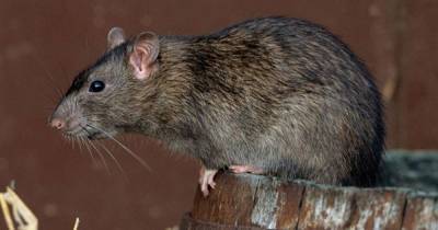 Ученые: Крысы с чипом в мозге будут определять COVID у людей по запаху