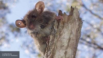 "Чипированные" крысы будут определять COVID-19 у людей по запаху