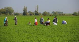 Селяне спасают урожай под обстрелами в прифронтовых районах Азербайджана