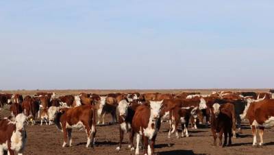 Холдинг "КазАгро" поддерживает сельские проекты – от ремонтных цехов до мясных ферм