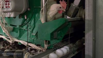 Китайское издание предупредило о шести опасностях куриных яиц