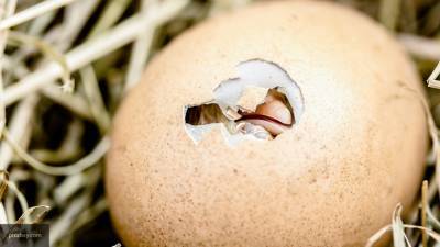 Китайцы назвали опасные особенности куриных яиц